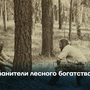 Хранители лесного богатства Тувы