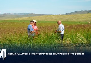 Новые культуры в кормозаготовке: опыт Кызылского района Новые культуры в кормозаготовке: опыт Кызылского района