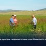 Новые культуры в кормозаготовке: опыт Кызылского района Новые культуры в кормозаготовке: опыт Кызылского района