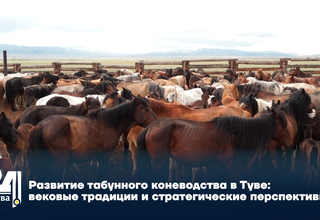 Развитие табунного коневодства в Туве: вековые традиции и стратегические перспективы