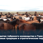 Развитие табунного коневодства в Туве: вековые традиции и стратегические перспективы