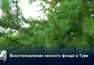 Восстановление лесного фонда в Туве