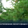 Восстановление лесного фонда в Туве