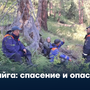 Тайга: спасение и опасность
