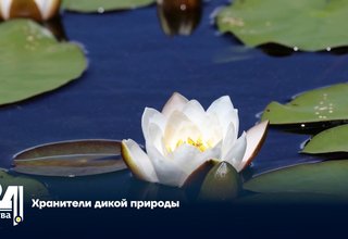 Хранители дикой природы