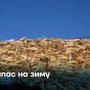 Запас на зиму