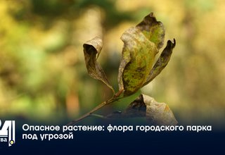 Опасное растение: флора городского парка под угрозой