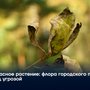 Опасное растение: флора городского парка под угрозой
