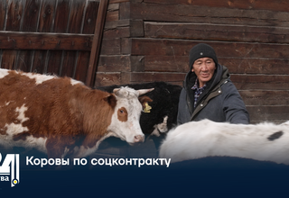 Коровы по соцконтракту