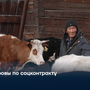 Коровы по соцконтракту
