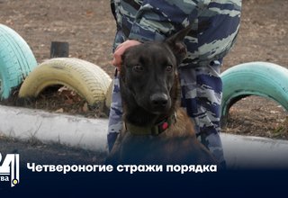 Четвероногие стражи порядка