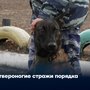 Четвероногие стражи порядка