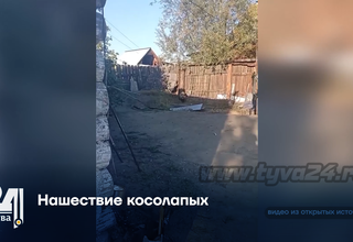 Нашествие косолапых