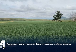 Результат труда аграрии Тувы готовятся к сбору урожая