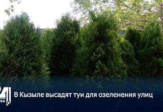В Кызыле высадят туи для озеленения улиц