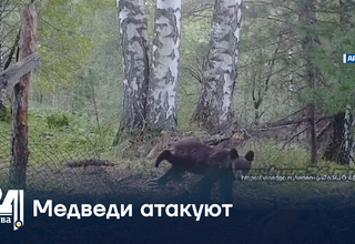 Медведи атакуют