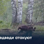 Медведи атакуют