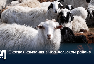Окотная кампания в Чаа-Хольском районе