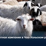 Окотная кампания в Чаа-Хольском районе