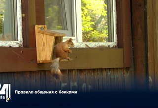 Правила общения с белками