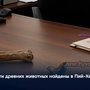 Кости древних животных найдены в Пий-Хеме