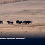 Как прошел праздник яководов?