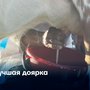 Лучшая доярка