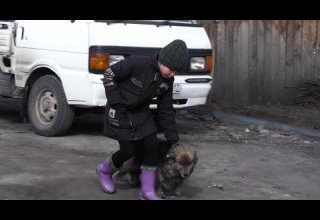 Вакцинация собак от бешенства