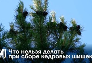 Что нельзя делать при сборе кедровых шишек?
