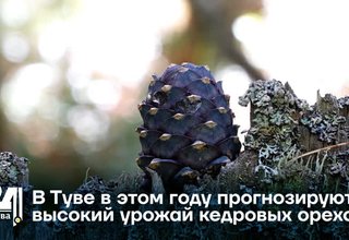 В Туве в этом году прогнозируют высокий урожай кедровых орехов