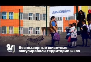 Безнадзорные животные оккупировали территории школ