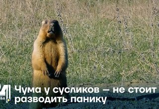 Чума у сусликов – не стоит разводить панику