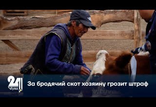 За бродячий скот хозяину грозит штраф