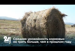 Средняя урожайность кормовых на треть больше, чем в прошлом году