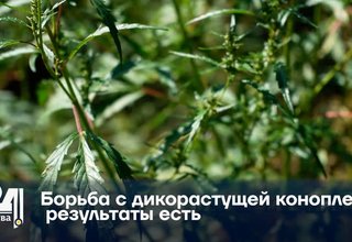 Борьба с дикорастущей коноплей: результаты есть