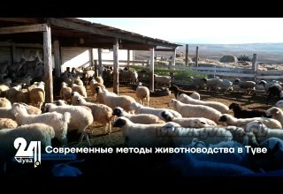 Современные методы животноводства в Туве