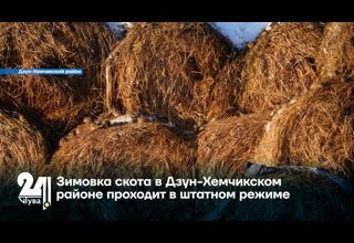 Зимовка скота в Дзун-Хемчикском районе проходит в штатном режиме