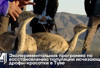 Экспериментальная программа по восстановлению популяции исчезающей дрофы-красотки в Туве