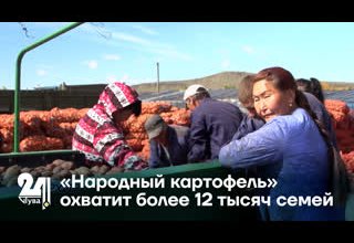 «Народный картофель» охватит более 12 тысяч семей