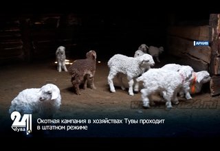 Окотная кампания в хозяйствах Тувы проходит в штатном режиме