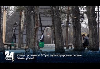 Клещи проснулись! В Туве зарегистрированы первые случаи укусов