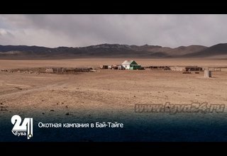 Окотная кампания в Бай-Тайге