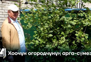 Хоочун огородчунуң арга-сүмези