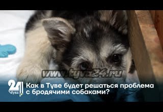 Как в Туве будет решаться проблема с бродячими собаками?