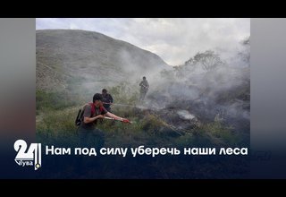 Нам под силу уберечь наши леса