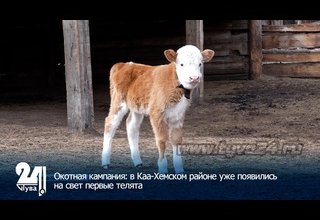 Окотная кампания: в Каа-Хемском районе уже появились на свет первые телята