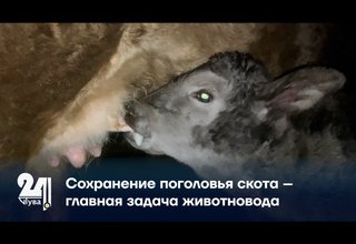 Сохранение поголовья скота – главная задача животновода