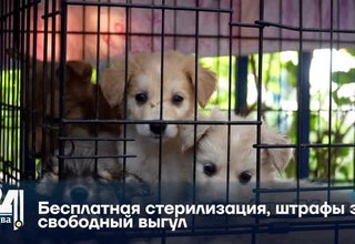 Бесплатная стерилизация, штрафы за свободный выгул: борьба с бездомными собаками продолжается