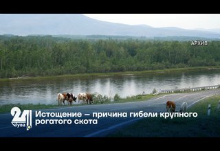 Истощение – причина гибели крупного рогатого скота