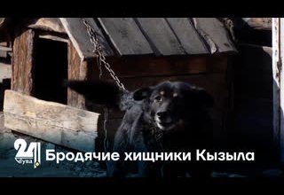Бродячие хищники Кызыла
